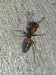 Opisthopsis picta