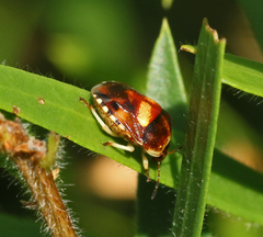 Aspideurus flavescens