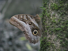 Caligo
