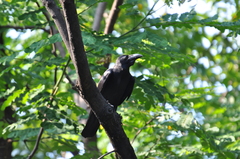 Corvus macrorhynchos levaillantii
