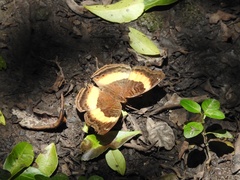 Junonia elgiva