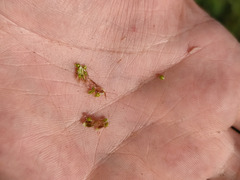 Eleocharis mamillata