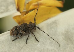 Mesosa nebulosa