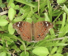 Junonia natalica