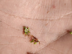 Eleocharis mamillata