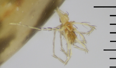 Dyakocoris vulnerans