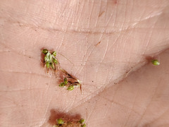 Eleocharis mamillata