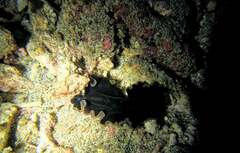 Pseudobiceros hancockanus