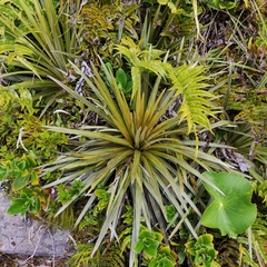 Celmisia armstrongii