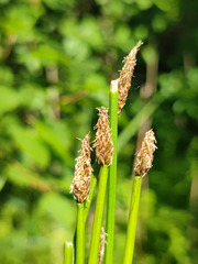Eleocharis mamillata