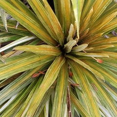 Celmisia armstrongii