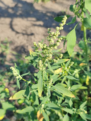 Chenopodium betaceum
