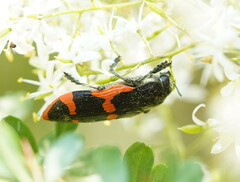 Castiarina bremei