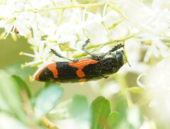 Castiarina bremei