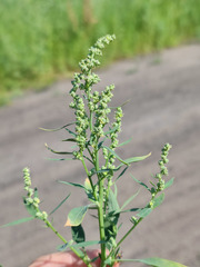 Chenopodium betaceum