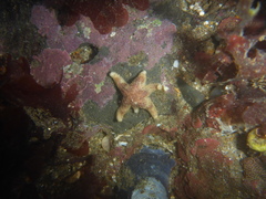 Leptasterias hexactis