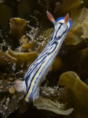 Hypselodoris maritima