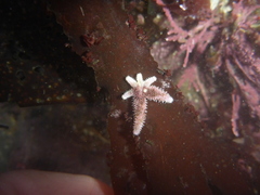 Leptasterias hexactis