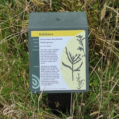 Dacrycarpus dacrydioides