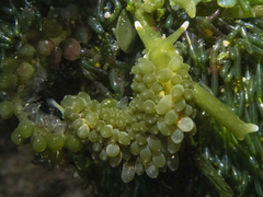 Sacoproteus smaragdinus