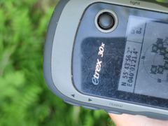 Eleocharis mamillata