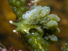 Sacoproteus smaragdinus