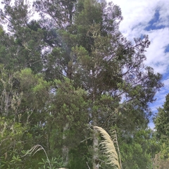 Dacrycarpus dacrydioides