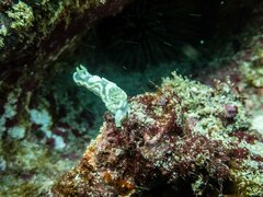 Glossodoris buko