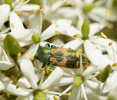 Castiarina hilaris