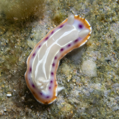 Goniobranchus setoensis