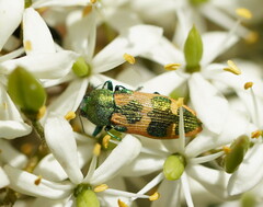 Castiarina hilaris