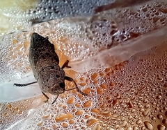 Capnodis tenebricosa