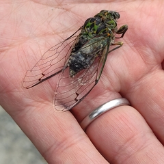 Amphipsalta