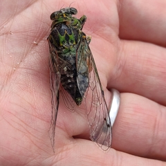 Amphipsalta