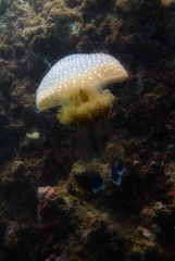 Phyllorhiza punctata
