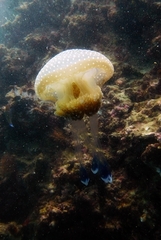 Phyllorhiza punctata