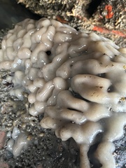 Aplidium
