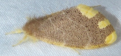 Orvasca subnotata