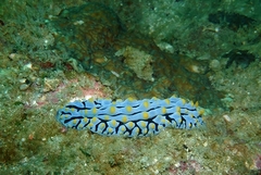 Phyllidia varicosa