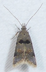 Deltophora