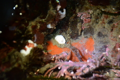 Distaplia occidentalis