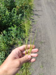 Eragrostis albensis