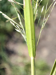 Eragrostis albensis