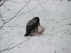 Corvus cornix