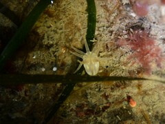 Halcampa decemtentaculata