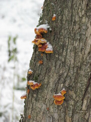 Flammulina