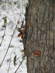 Flammulina