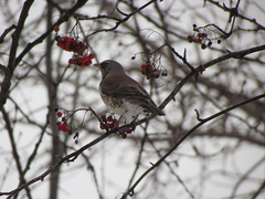 Turdus pilaris