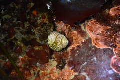Calliostoma canaliculatum