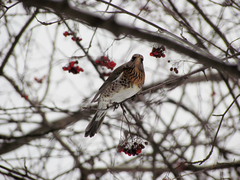 Turdus pilaris
